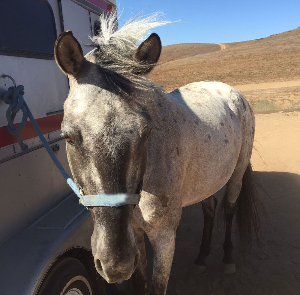 Spanish Mustang