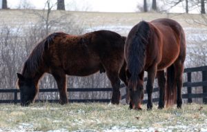 How Horses Grow Winter Coats