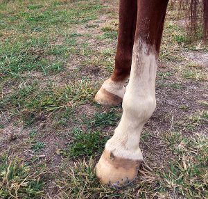 Ask The Vet: Cannon Bone Crud