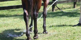 Cold hosing a horse's leg