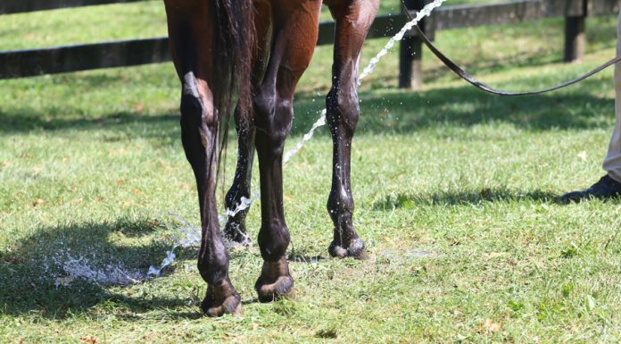 Cold hosing a horse's leg