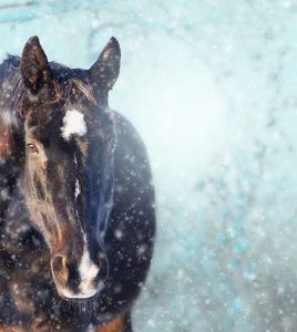 Ask the Vet: Winter Hydration