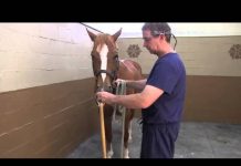 Twitching Horses: How Does It Work? twitching horses