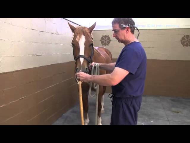 Twitching Horses: How Does It Work?