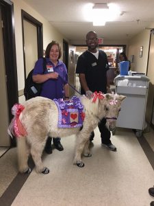 Mini Horse Delivers Valentine’s Day Cheer to Senior Citizens