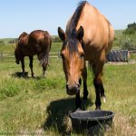 Horse with feed tub
