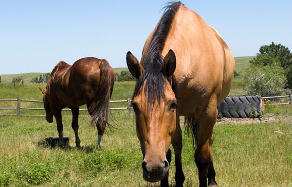 horse with feed tub