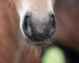 Ask the Vet: Clipping a Horse’s Whiskers