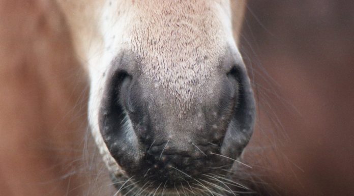 Horse whiskers