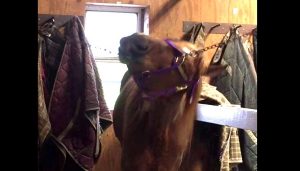 Featured Video: A Halter is No Match for Houdini Horse