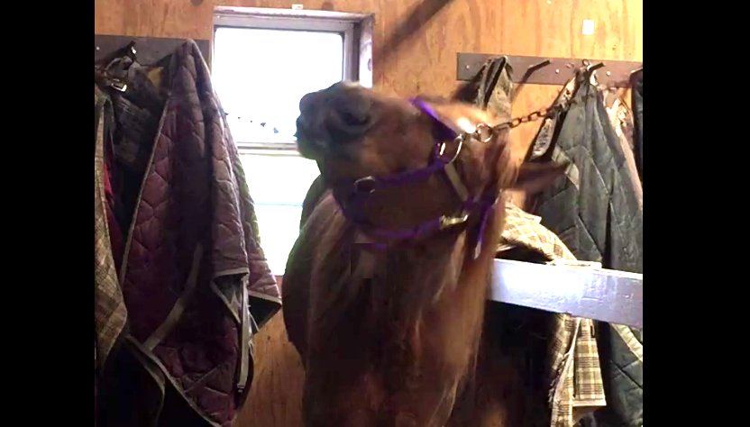 Featured Video: A Halter is No Match for Houdini Horse