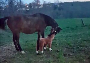 Featured Video: This Horse Has No Use for Fake Friends