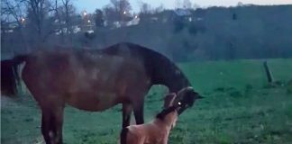 Real horse and fake horse in a video still