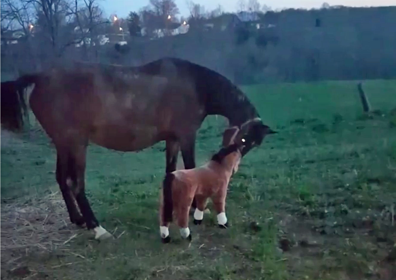 Featured Video: This Horse Has No Use for Fake Friends