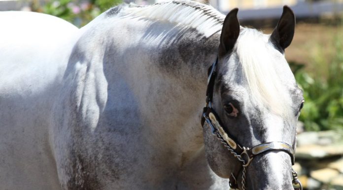 Appaloosa Halter Horse