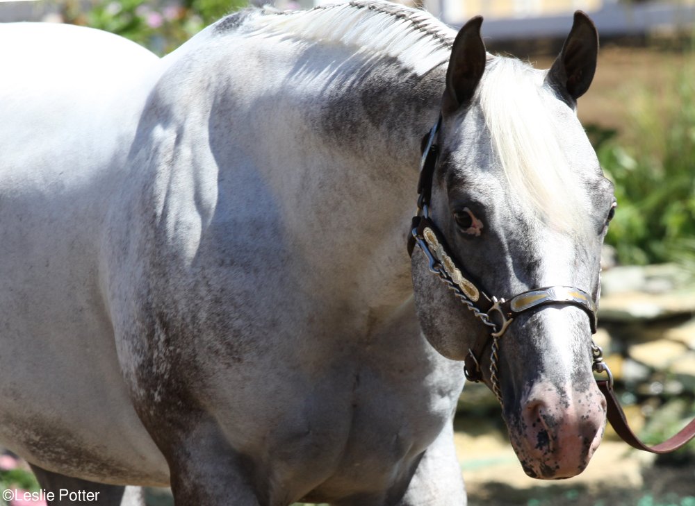 Appaloosa Halter Horse