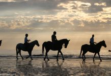 A Tropical Vacation Just for Horse Lovers Beach Riding