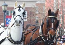 Woman Faces Charges After Spooking Carriage Horses with a Dinosaur Costume Carriage Horses