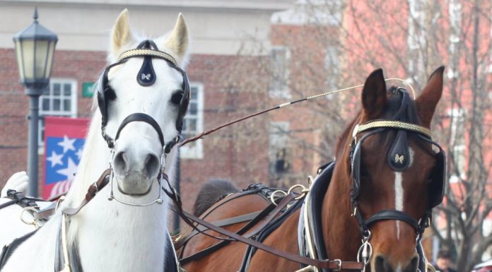 Carriage Horses