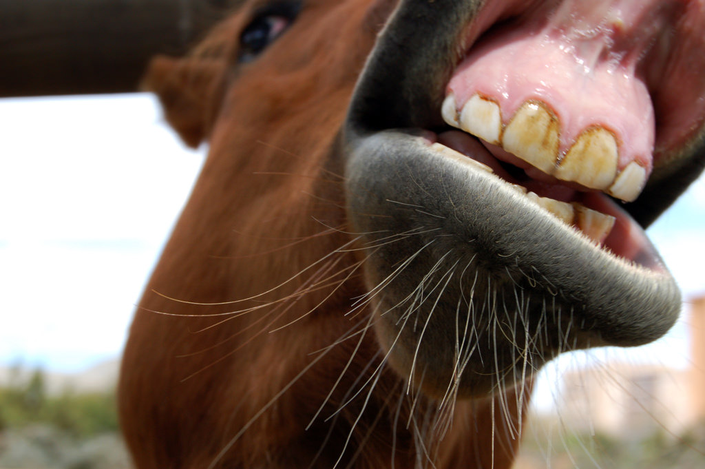 Ask the Vet: Your Horse’s Teeth