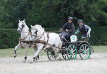 Bill Murray Carriage Driving