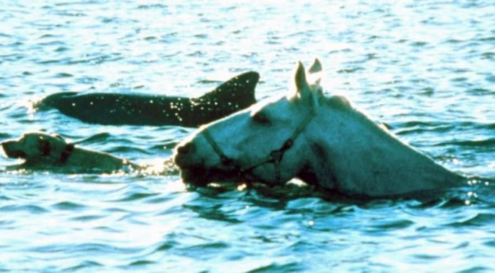 A Dog, a Dolphin, and a Horse
