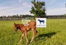 when your camera crew is a horse