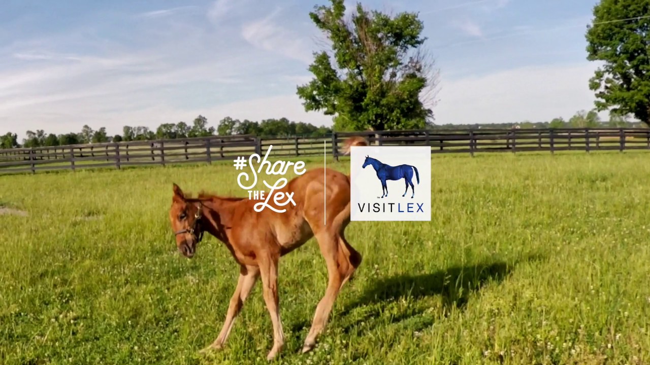 Featured Videos: When Your Camera Crew is a Horse