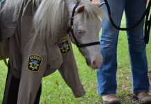 mini horse deputy