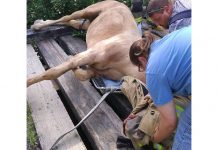 Horse rescued from bridge