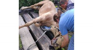 Horse rescued after stepping through a wooden bridge