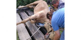 Horse rescued from bridge