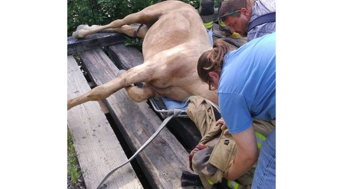 Horse rescued from bridge