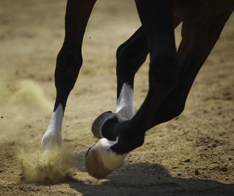 Horse galloping on the sand