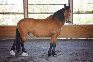 From Police Horse to Therapy Horse