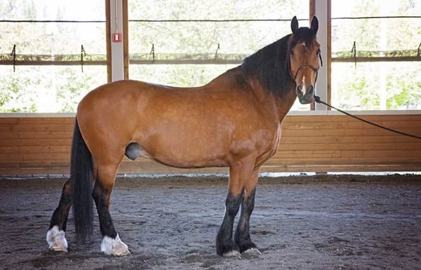 Harvest the police horse