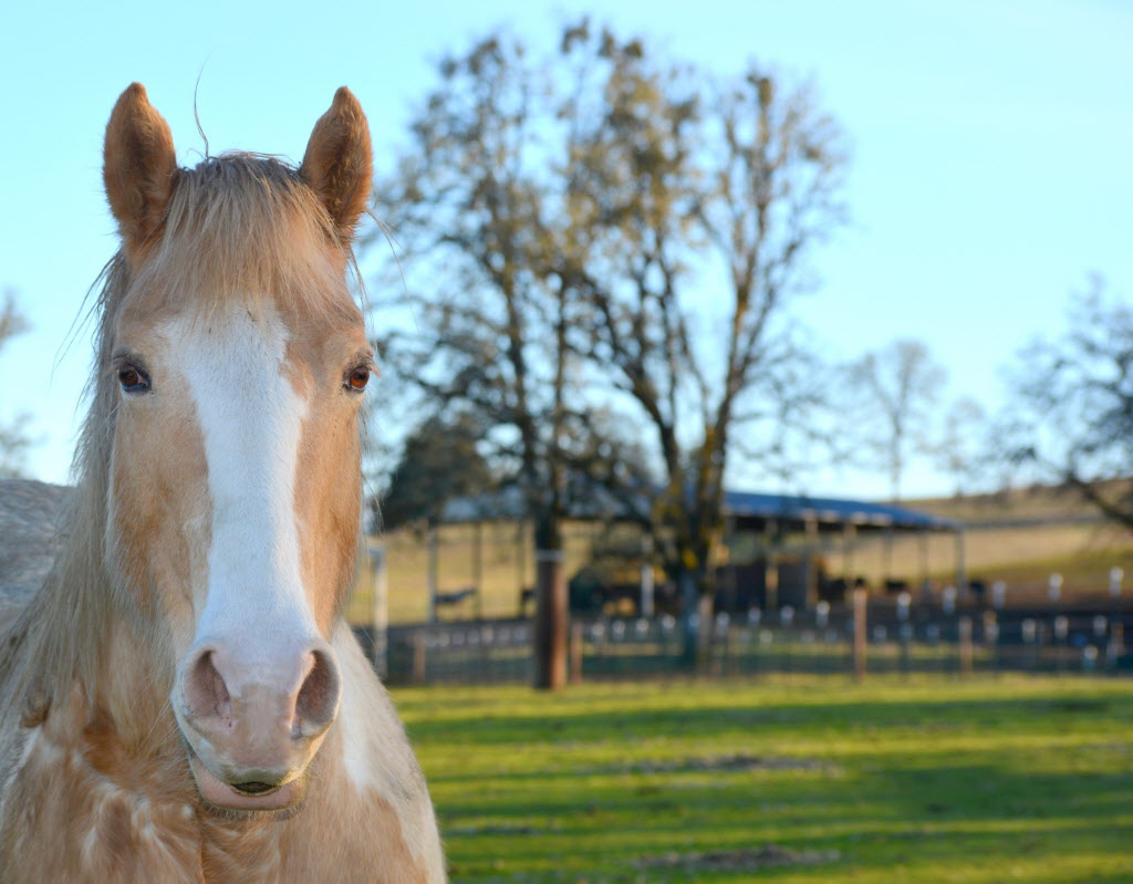 Elder Care for Equines at Duchess Sanctuary