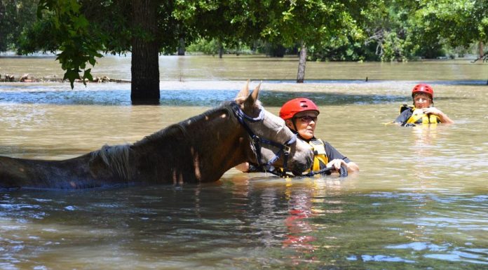 Horses in floodwaters