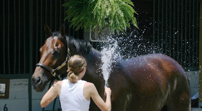 Hosing off a horse
