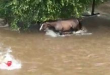 horse in hurricane harvey