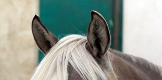 Pony Ears