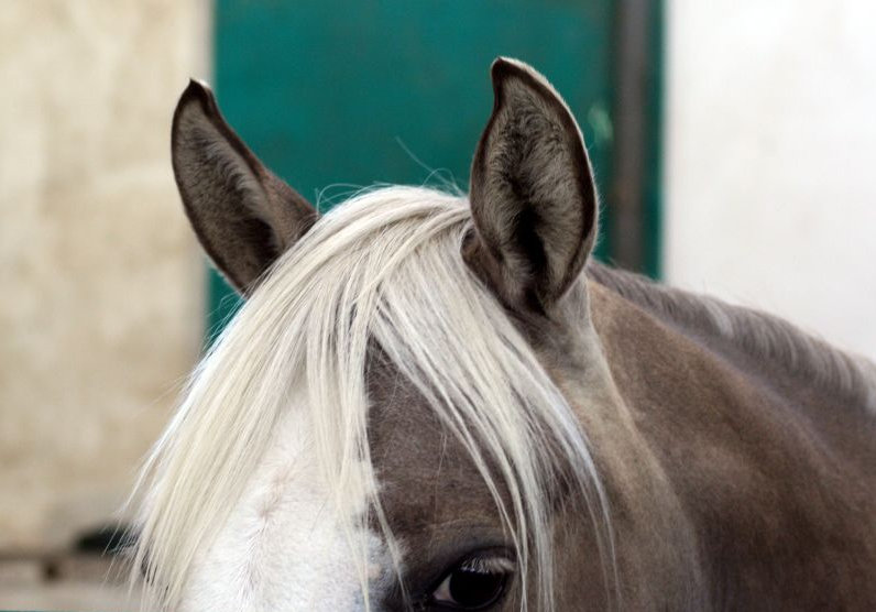 Ask the Vet: Sensitive Ears