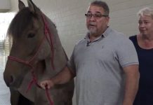 horse and owners after hurricane harvey