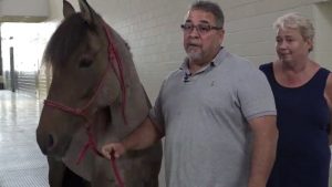 Horse and owners reunite after being separated by Hurricane Harvey