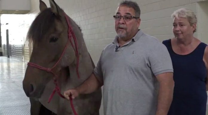 horse and owners after hurricane harvey