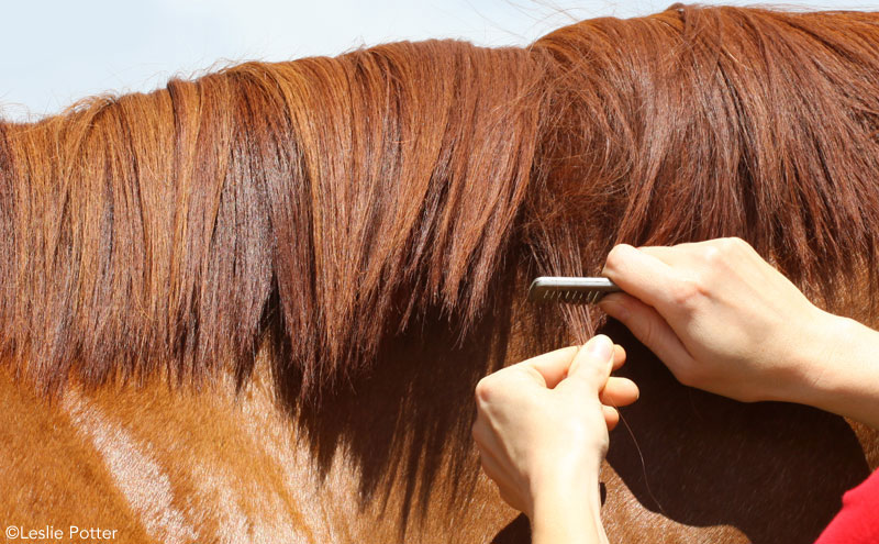Pulling a horse's mane