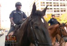 Slurpee the Baltimore Police Horse