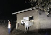 Horse stuck in a window