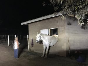Large animal rescue team helps a horse stuck in a window