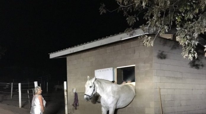 Horse stuck in a window